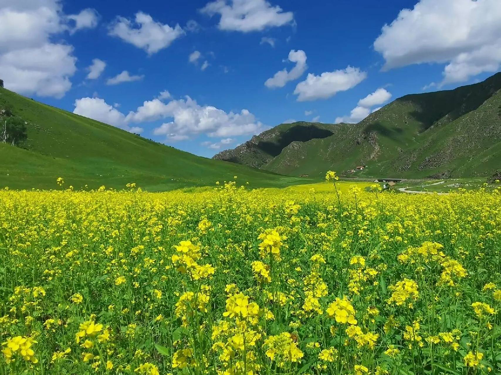 呼和浩特周边最美的是辉腾锡勒草原70090 6月7月8月呼和浩特周边