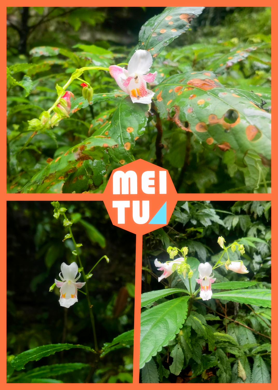 白花凤仙花,超美!