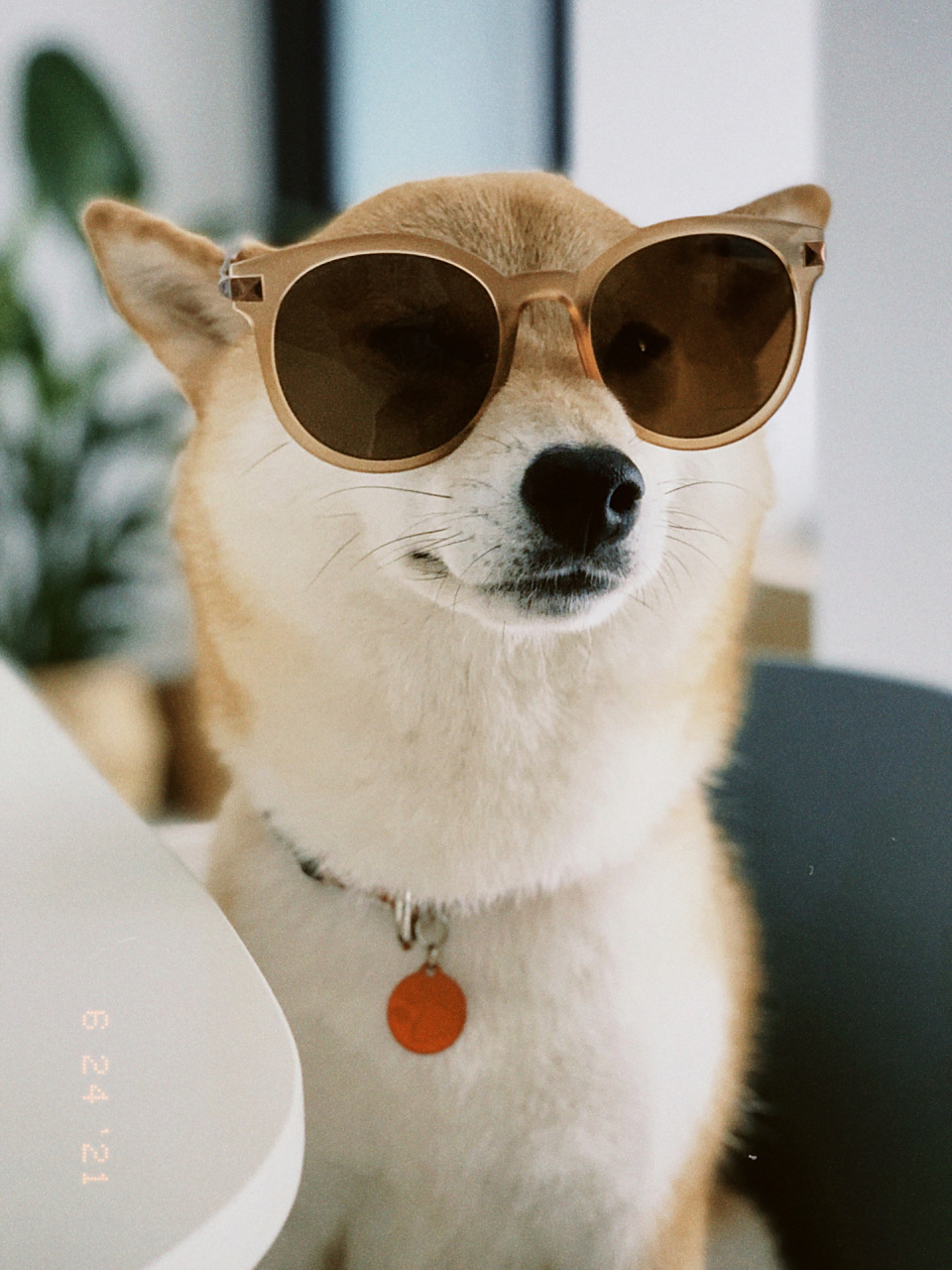 柴犬头像|墨镜一戴,谁都不爱