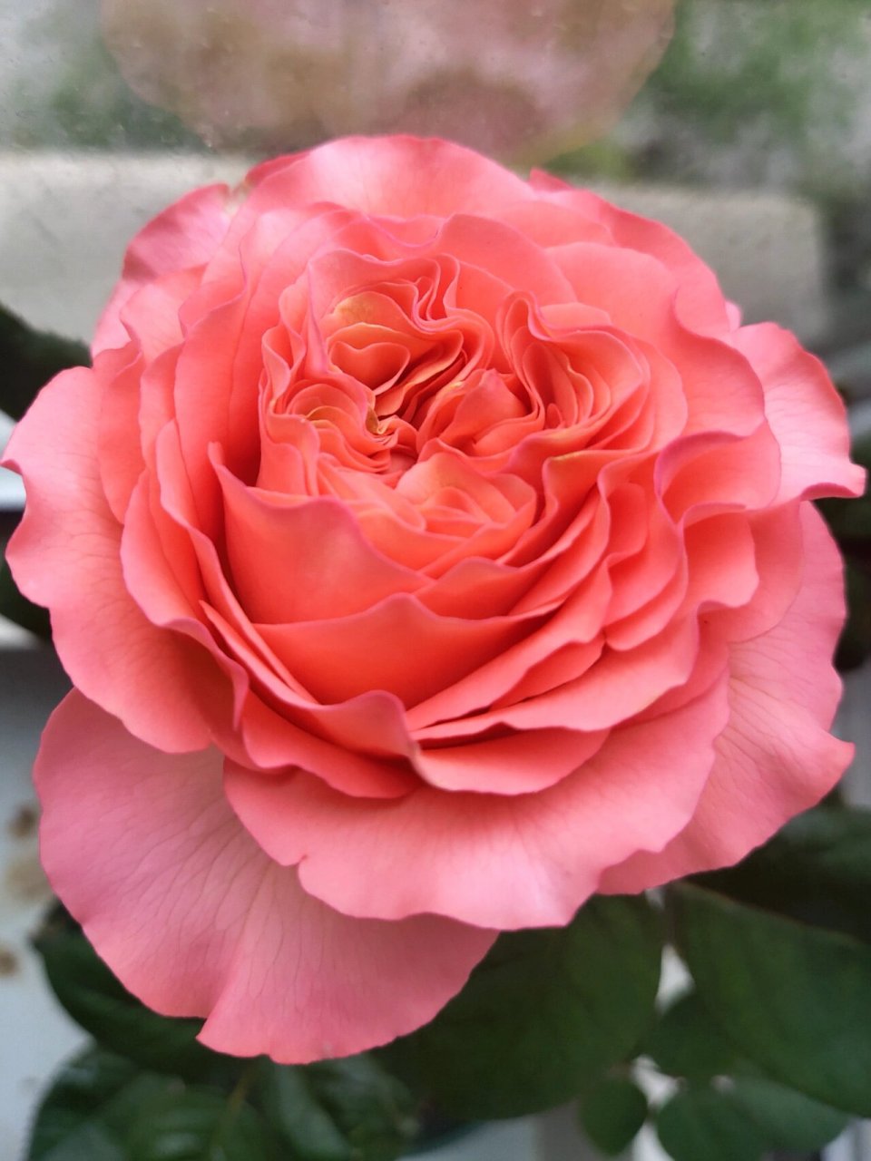 红珊瑚月季,第好多天 品种:红珊瑚 橙红色的,之前是白粉最严重的一颗