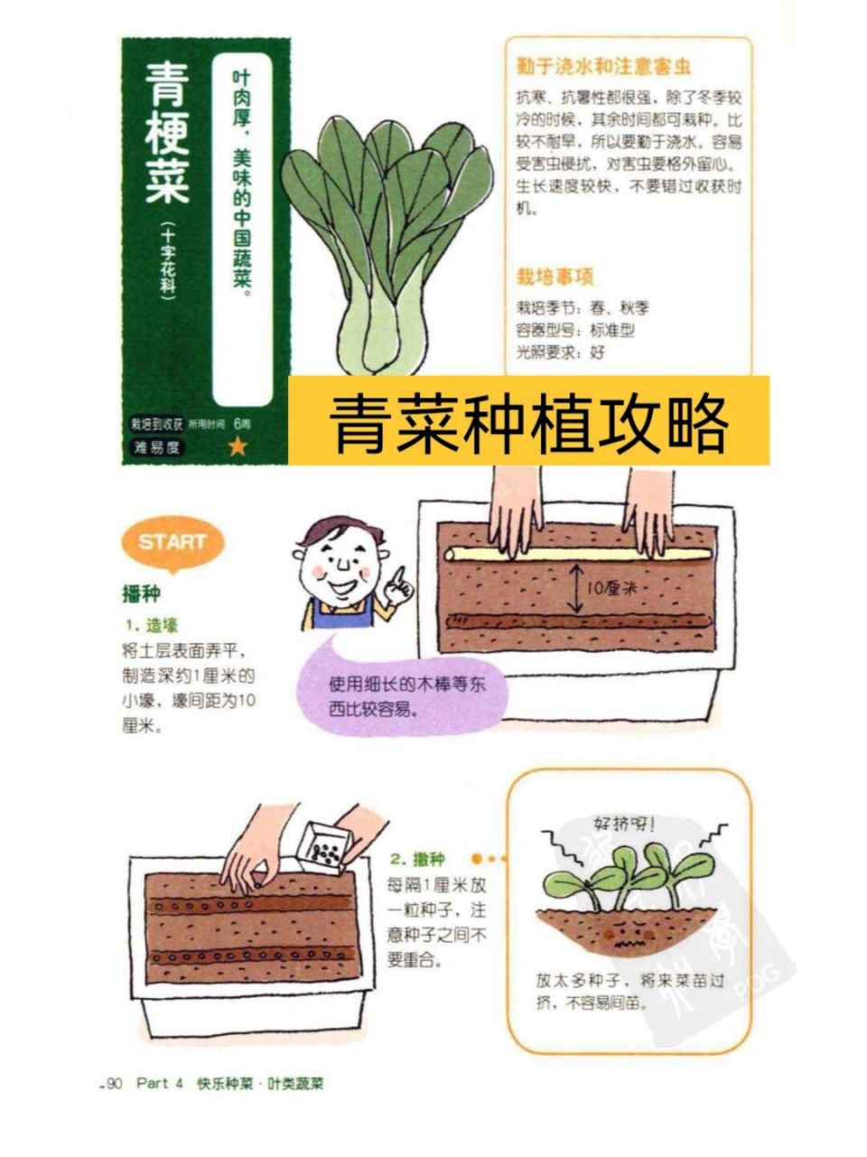 阳台种菜青菜种植攻略|一起来种青菜吧!