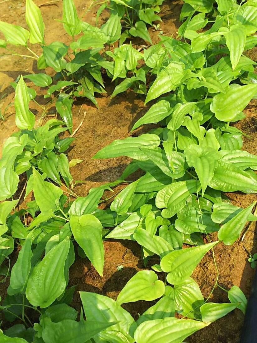 【功能主治】润肺下气止咳,杀虫灭虱;主治新久咳嗽
