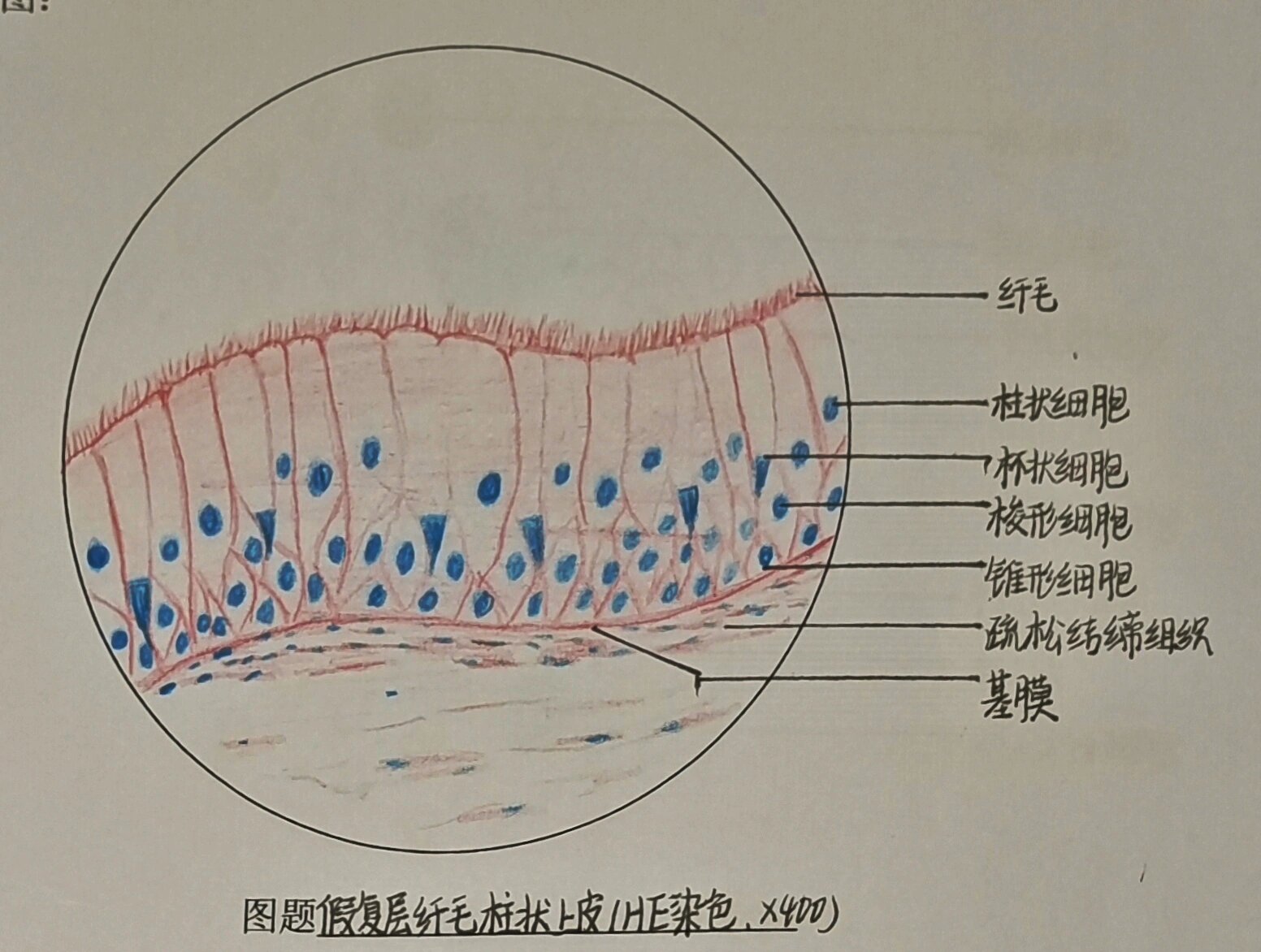 复层柱状上皮绘图图片