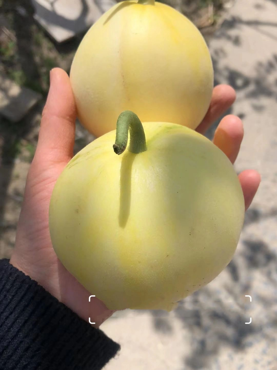 口感好,甜度高的小蜜蜂甜瓜 🌷🌸🌹简单粗暴介绍一下,小蜜蜂