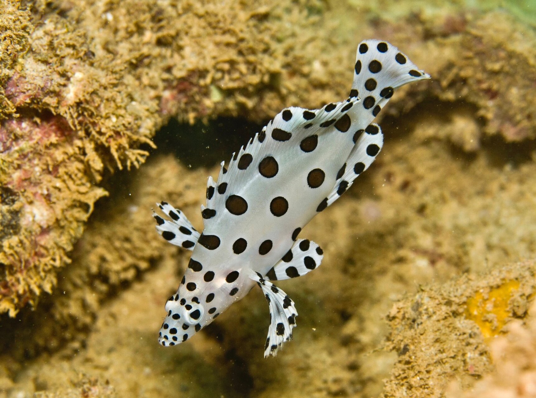 豹斑鱼|身穿珠光缎带波点裙 98 fantasea·奇妙海洋 	 108.