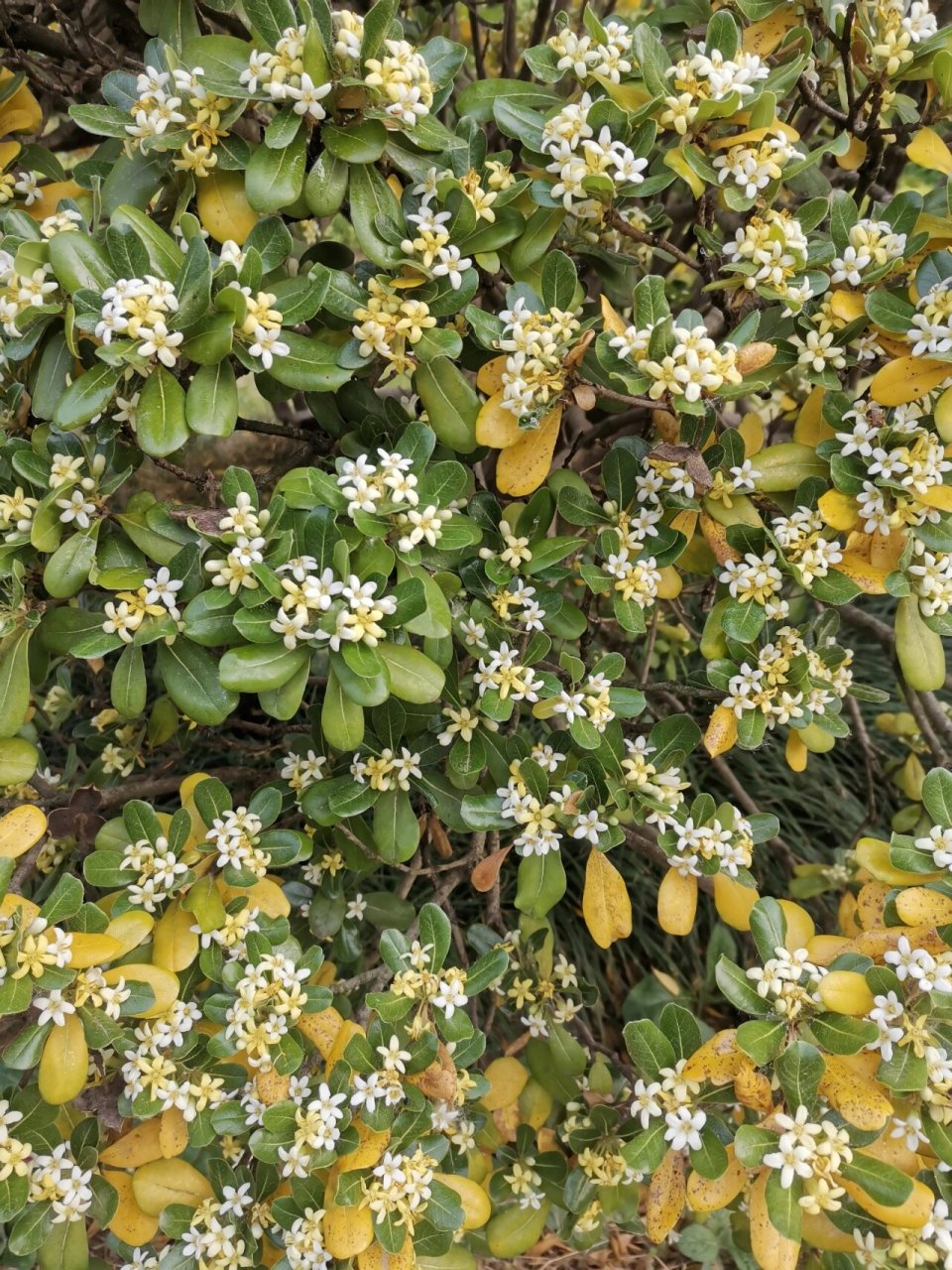 海桐花 海桐的花初开时是白色的,快谢了就变成黄色的,花香浓郁