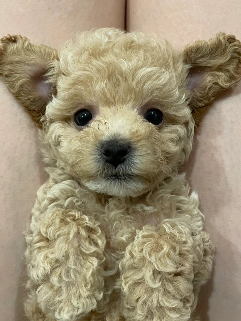 决不能买的狗!比熊泰迪串串