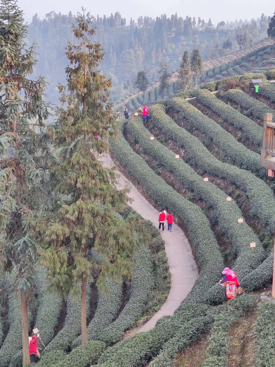 雅安牛碾坪万亩茶园图片