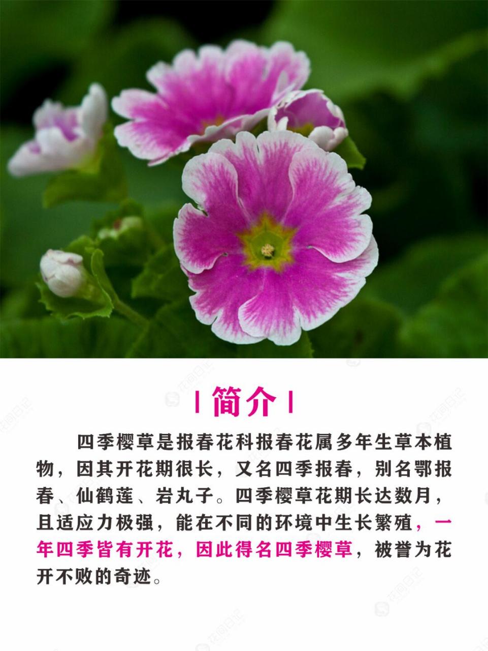 报春花简介图片