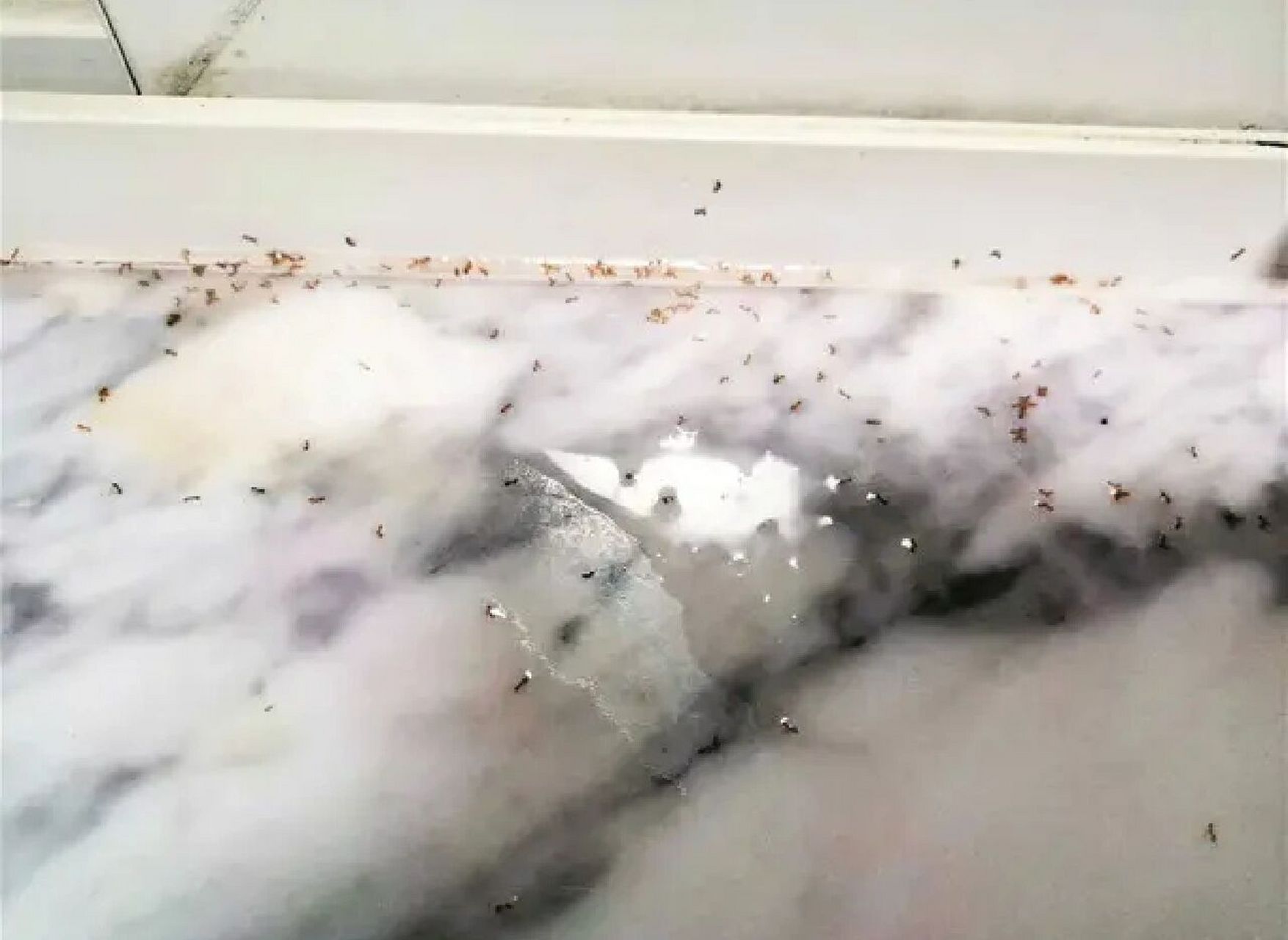 家里小黄蚂蚁怎么消灭最干净 消除小黄家蚁小妙招: 1,在厨房柜子的各