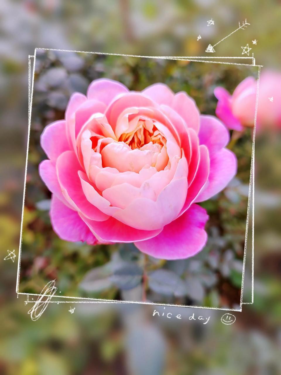 梦光环月季开花了 今年秋季月季开花不多 但是每一朵都很好看 梦光环