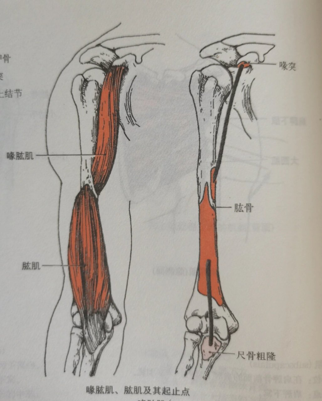 肱骨肌肉图片