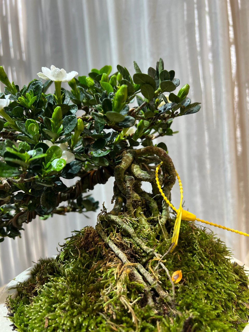 达摩栀子 这满冠花苞开起来该多美78 达摩栀子花 提根老桩00 花期