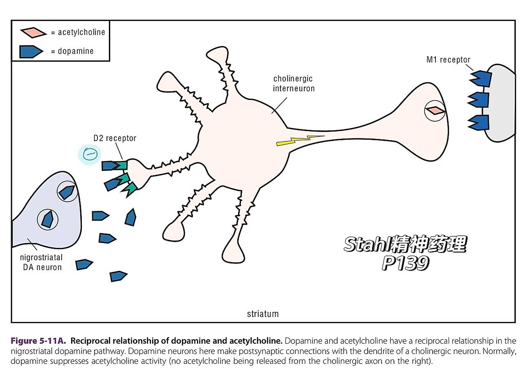 胆碱 多巴胺 锥体外系反应  fig5-11 c5 p139-140  a02da和ach的