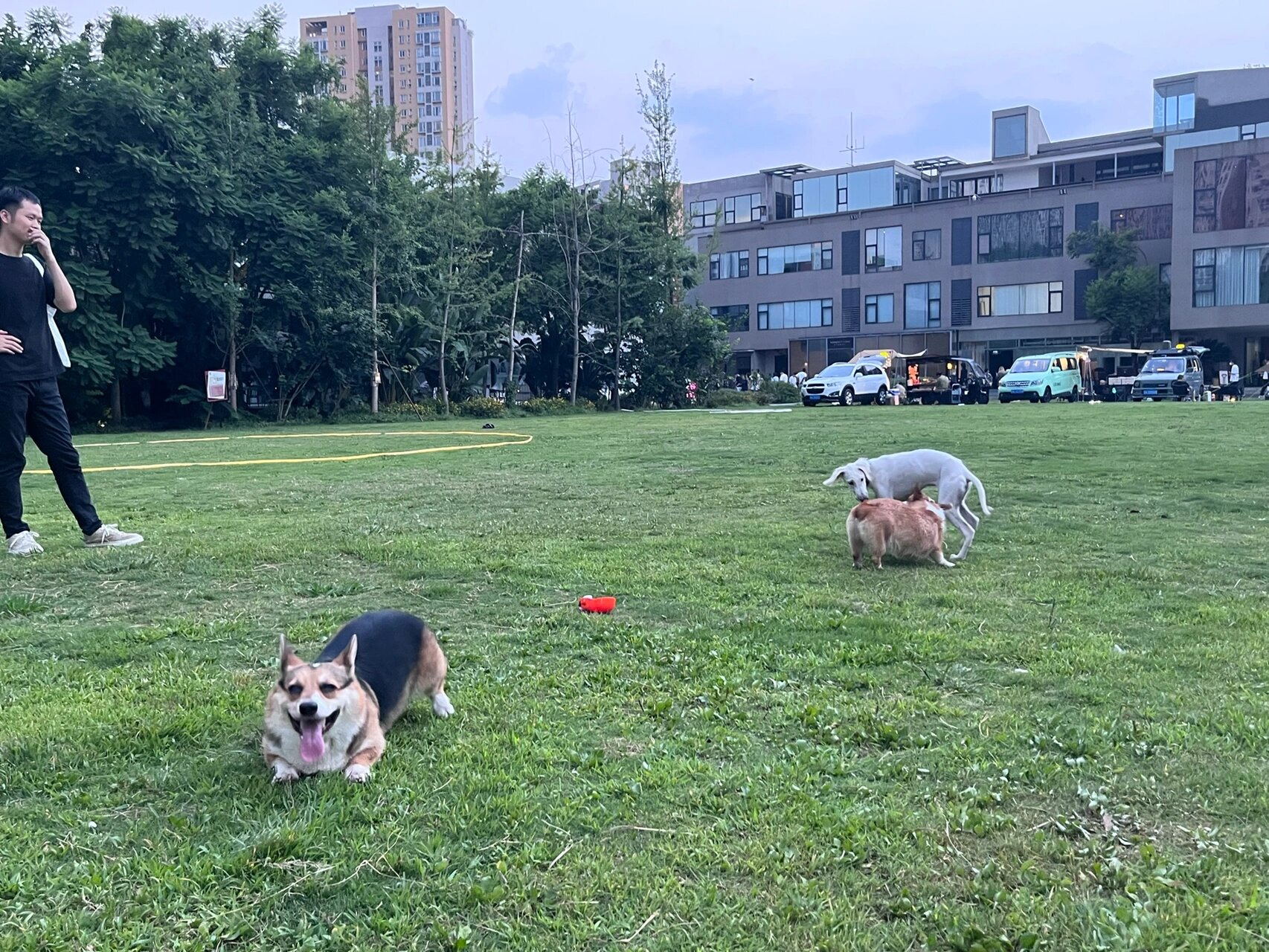 细犬 四个月图片