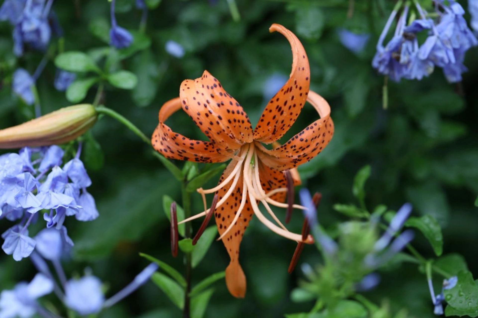 食用百合花 能够吃的百合不同于平时的观赏种类,树苗高度并不高,大约