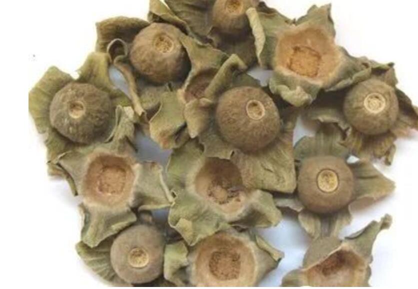神奇中草药:柿蒂