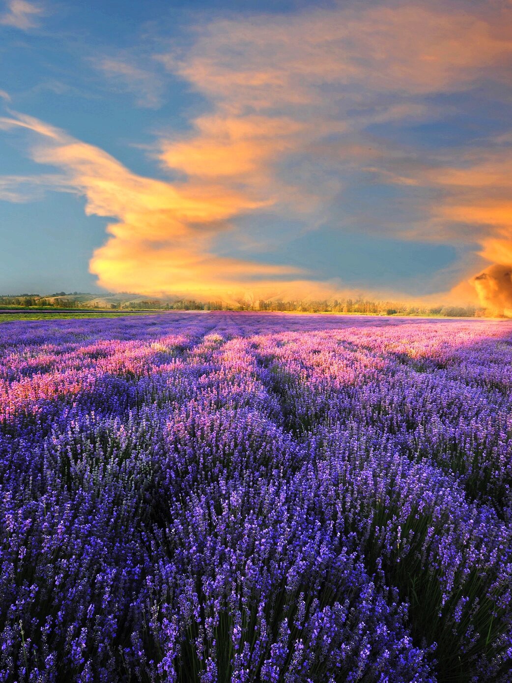 6-8月来新疆伊犁看薰衣草90花海6015超全攻略 新疆一年四季都很