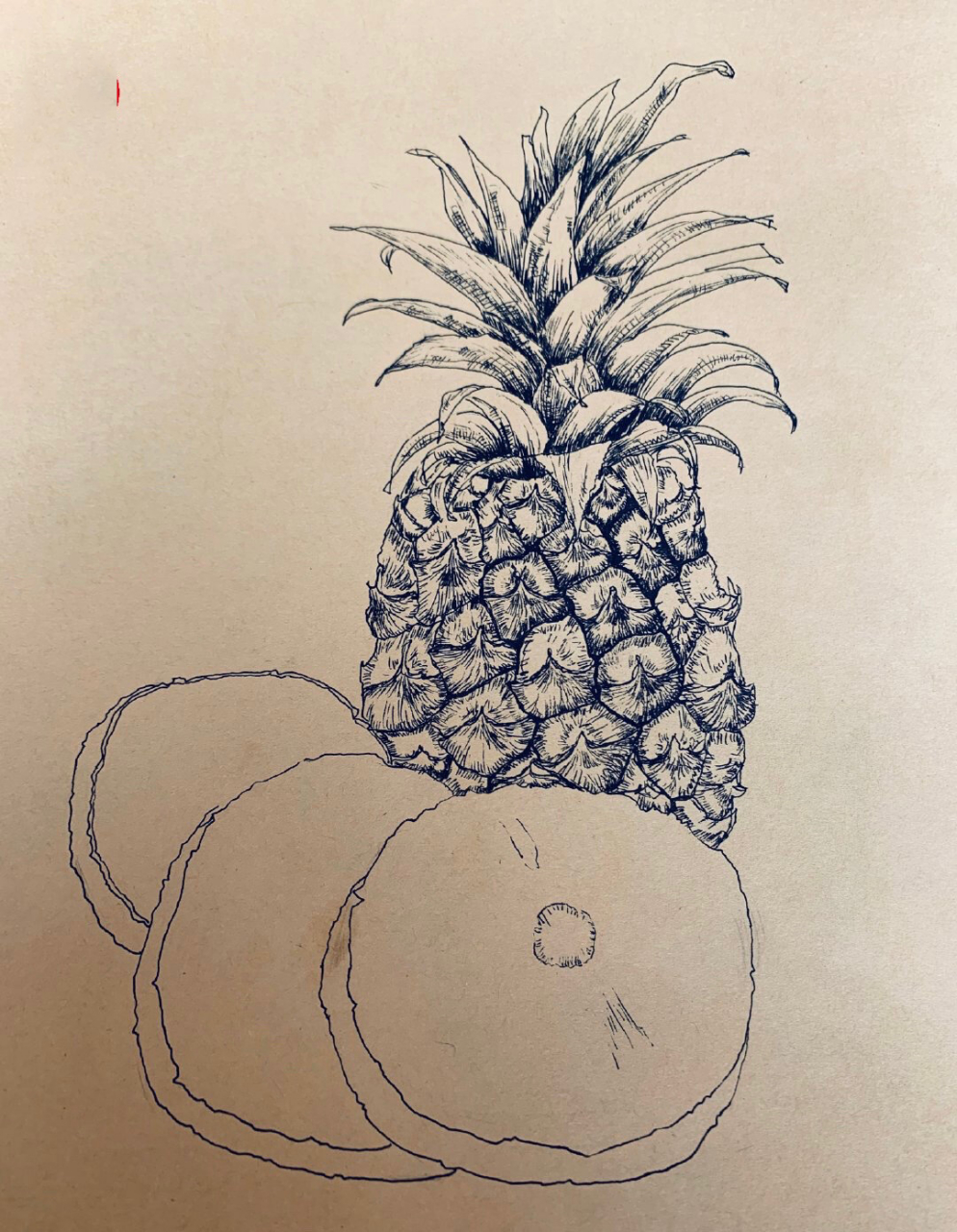 菠萝线描写生 凤梨写生 菠萝线描写生 凤梨写生 三四年级 少儿美术