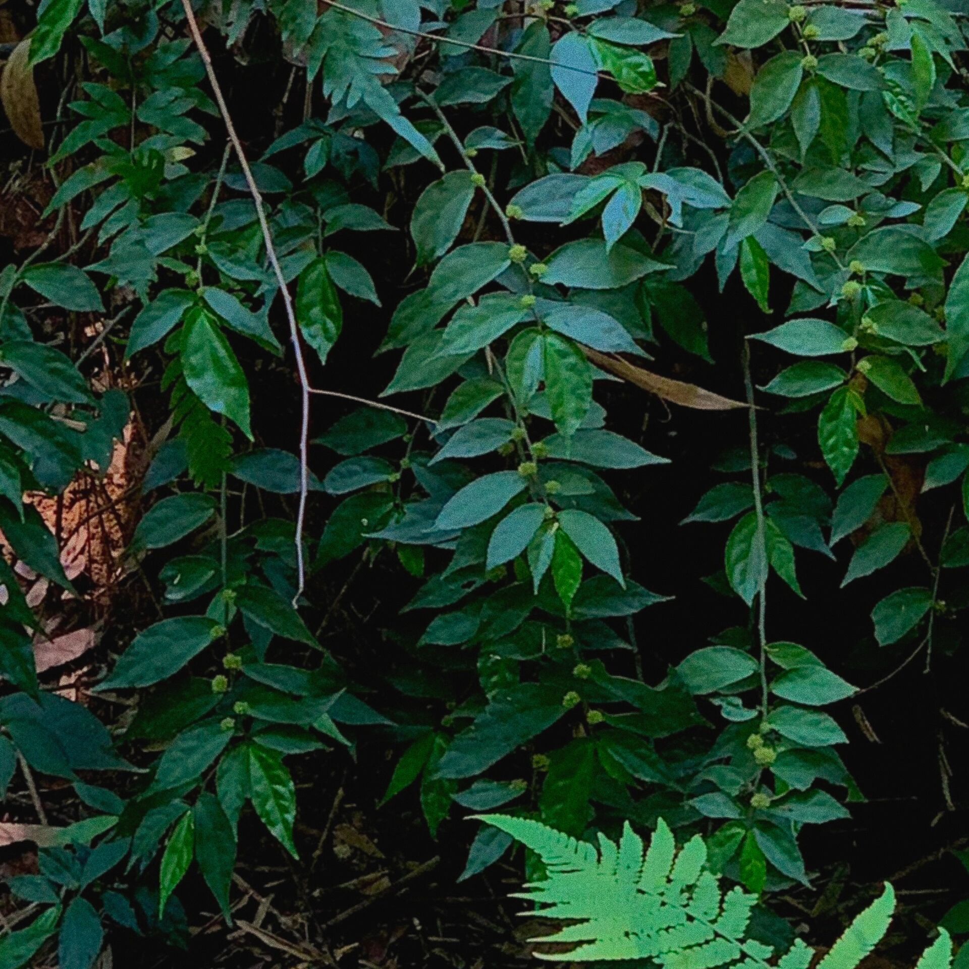 山野涧|赤车|网路较少记载的草药🌿