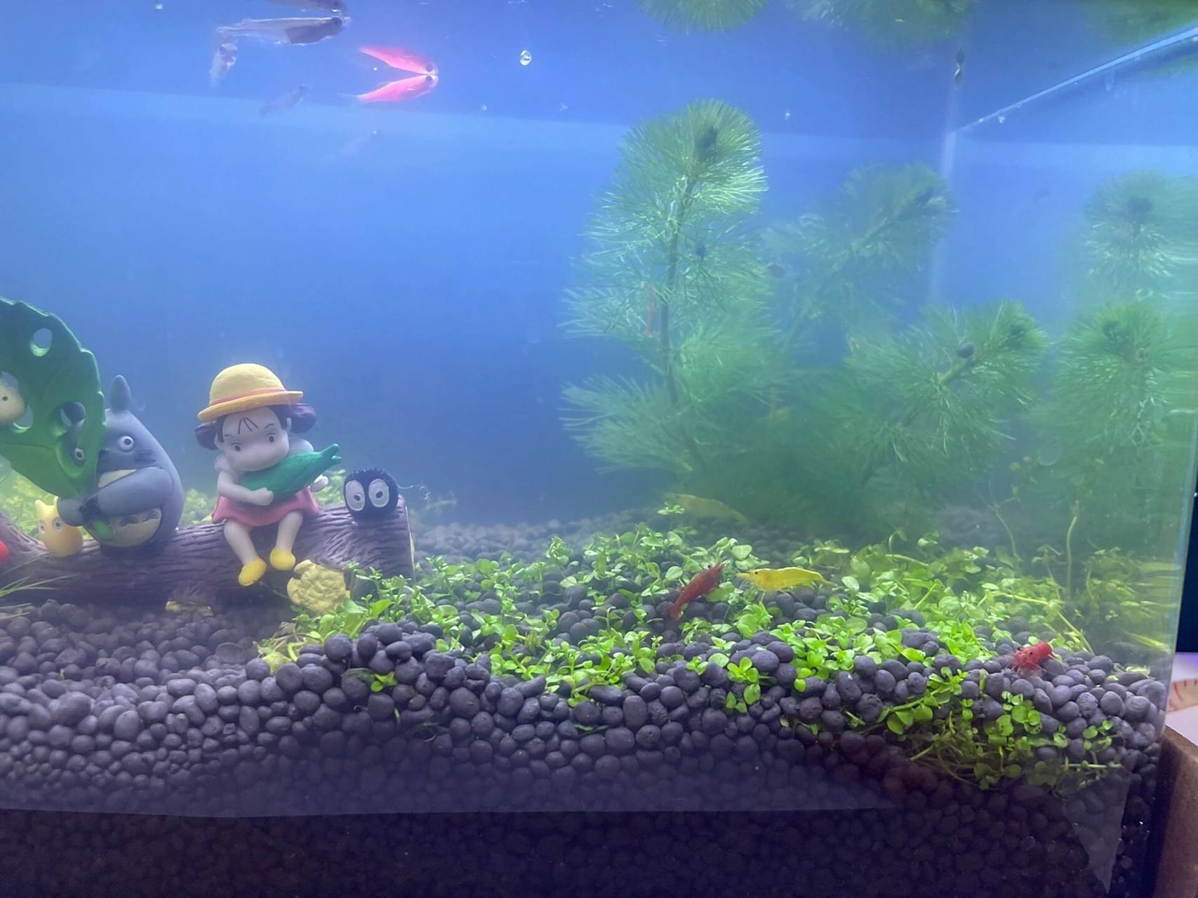 鱼缸开缸后变成浑水了 怎么处理呀 氧气泵也买了 用了半天感觉水更