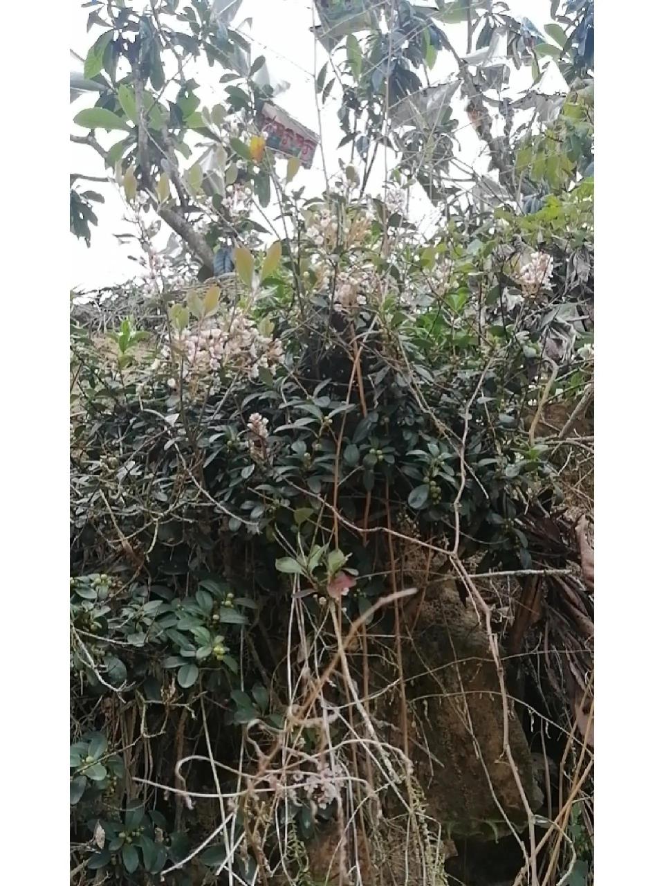 海岛春花 海岛春花近段时间突然火了,许多朋友都到网上买来栽种,很