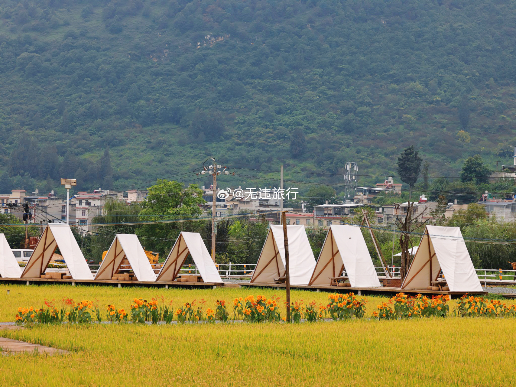 昆明沙朗麦和稻田:秋色渐浓,谷熟景美!