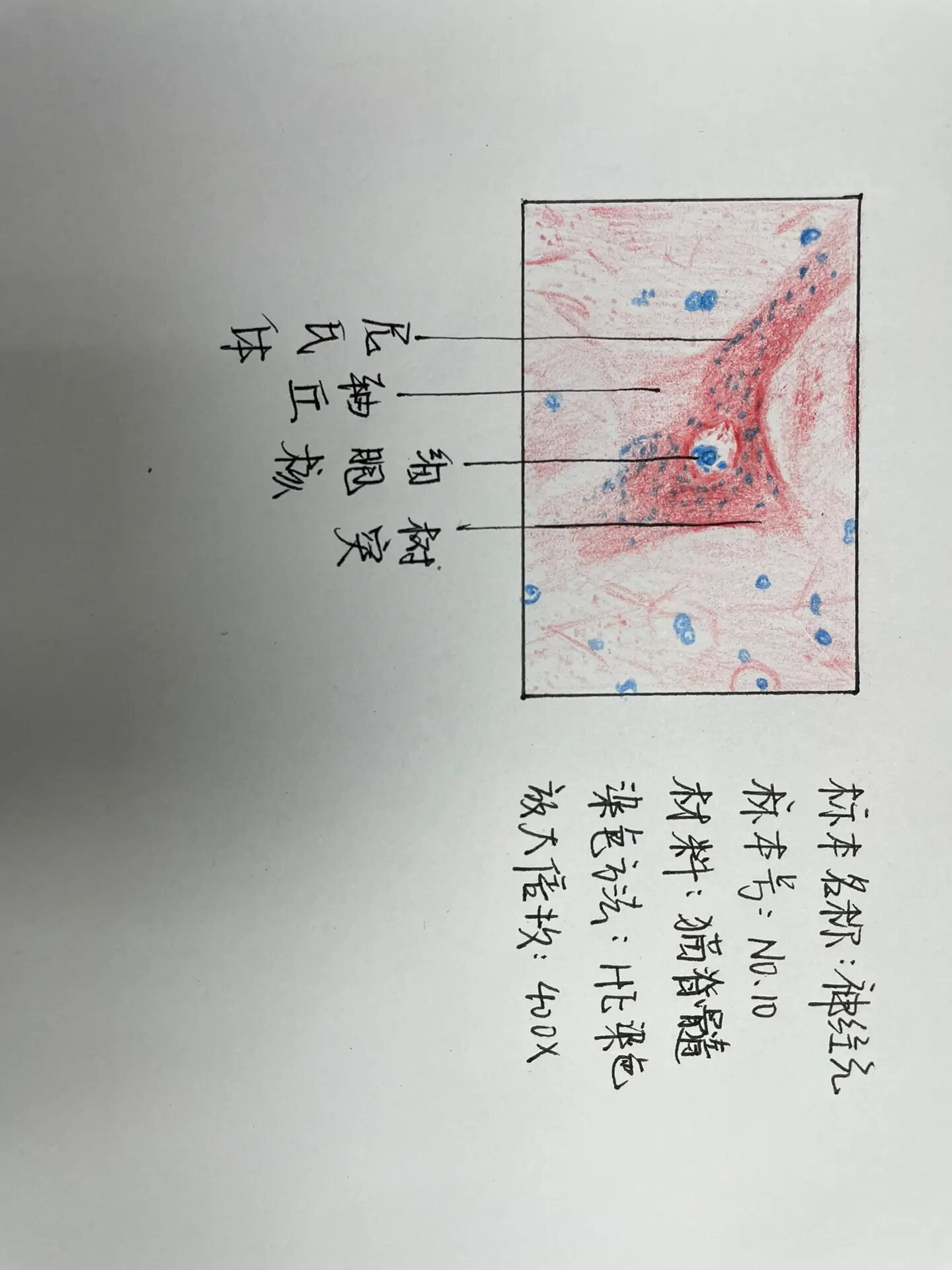 神经细胞结构图手绘图图片