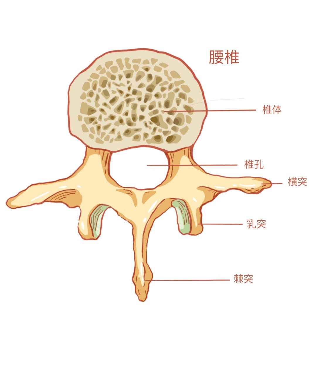 颈3椎体解剖图片