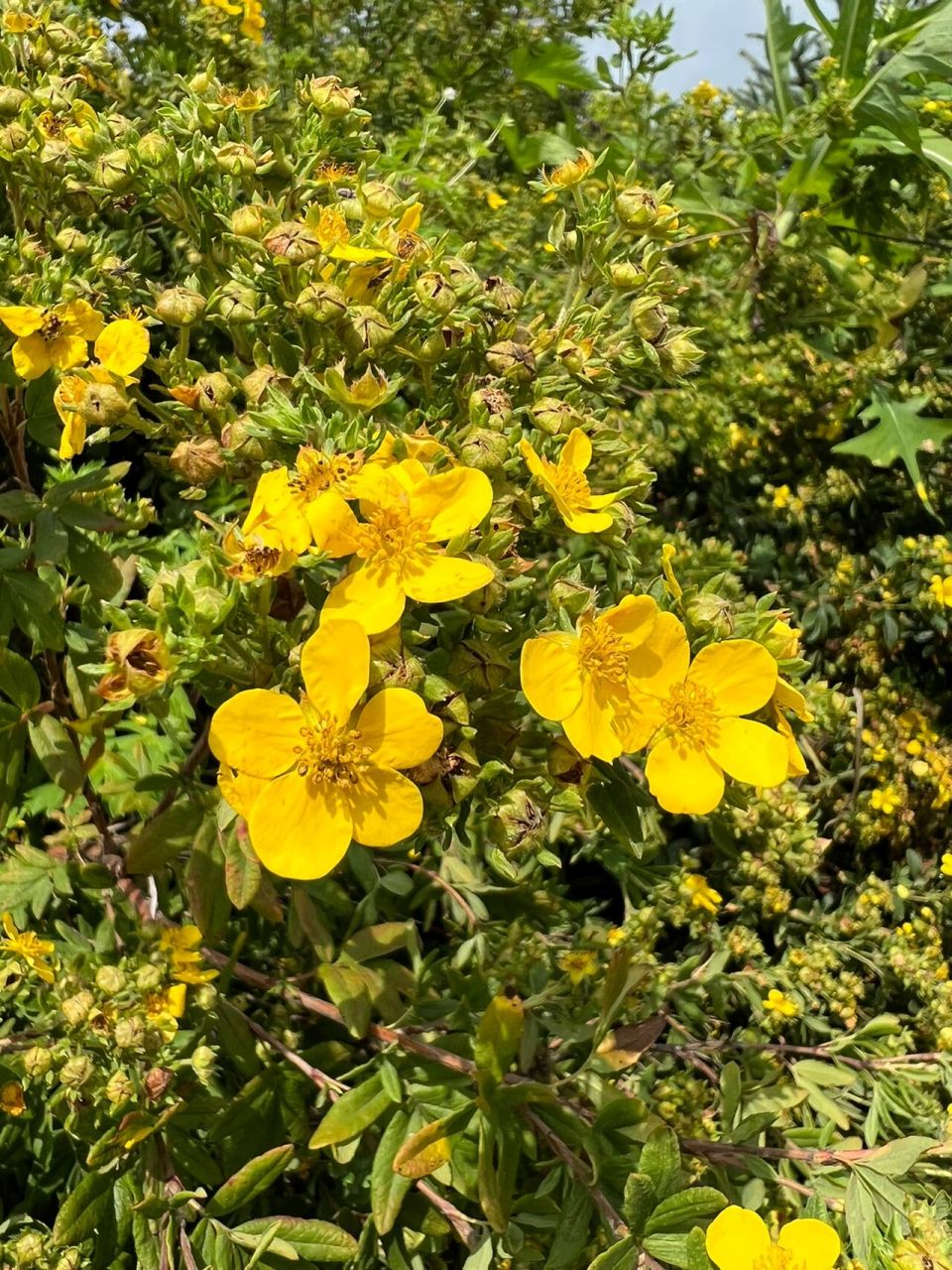 东北路边的那些野花——金露梅 金露梅别称金蜡梅,小小的灌木,和兴安