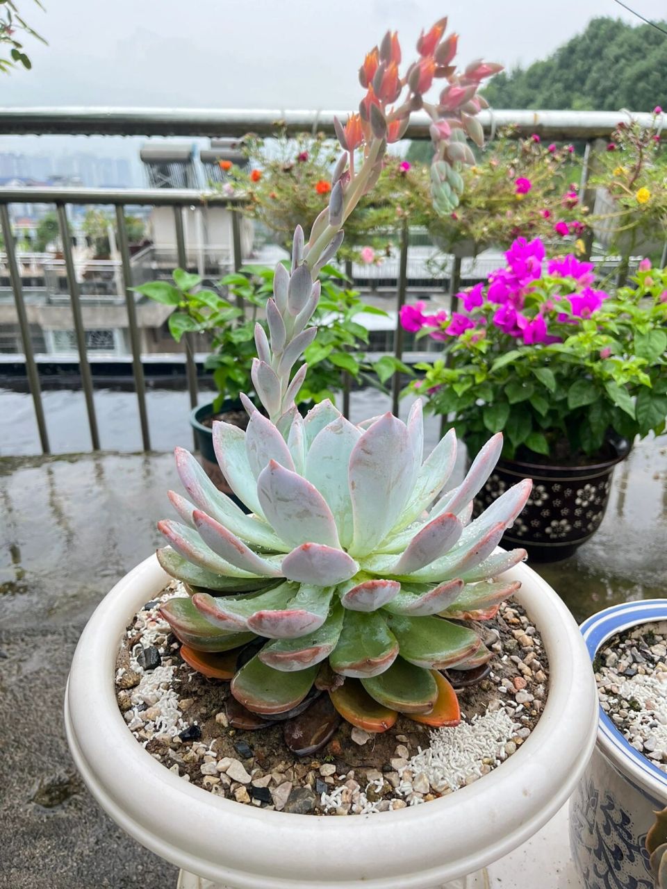 巨大一个 手机拍出来跟加了滤镜一样,大夏天还在开花,橙梦露真的太好