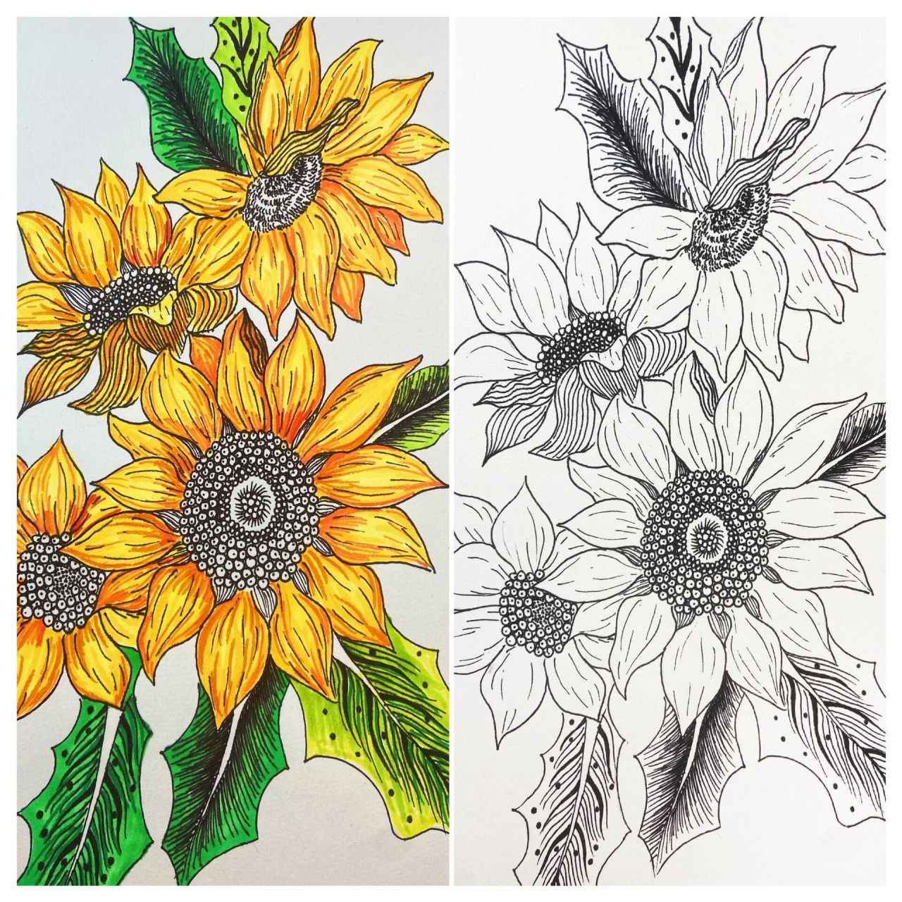 创意美术/彩色线描 向日葵 创意线描画向日葵 向日葵因 形状像小太阳