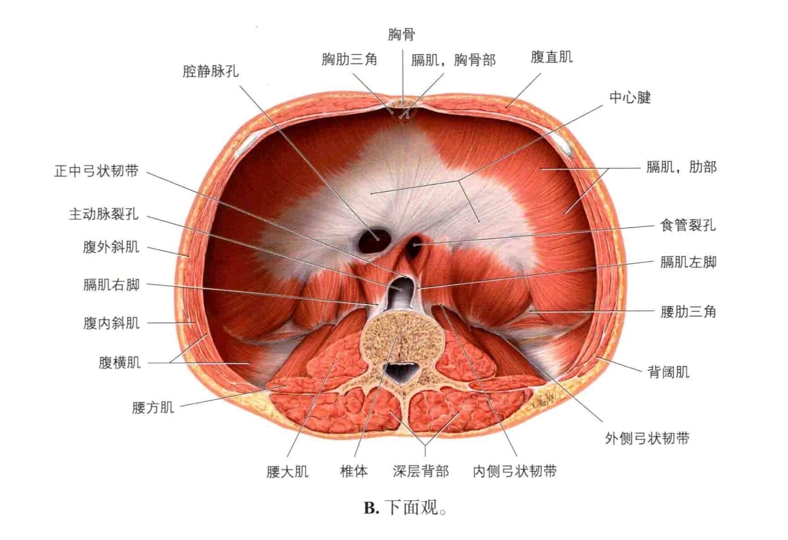 膈肌 食管裂孔图片