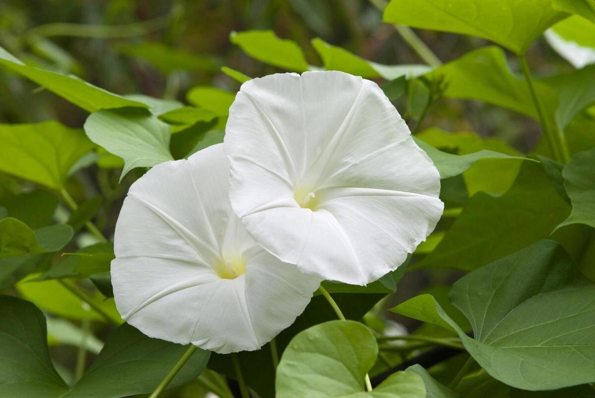 月光花 月光花又叫鬼针草,是一种常见的草本花卉,原产于南美洲.