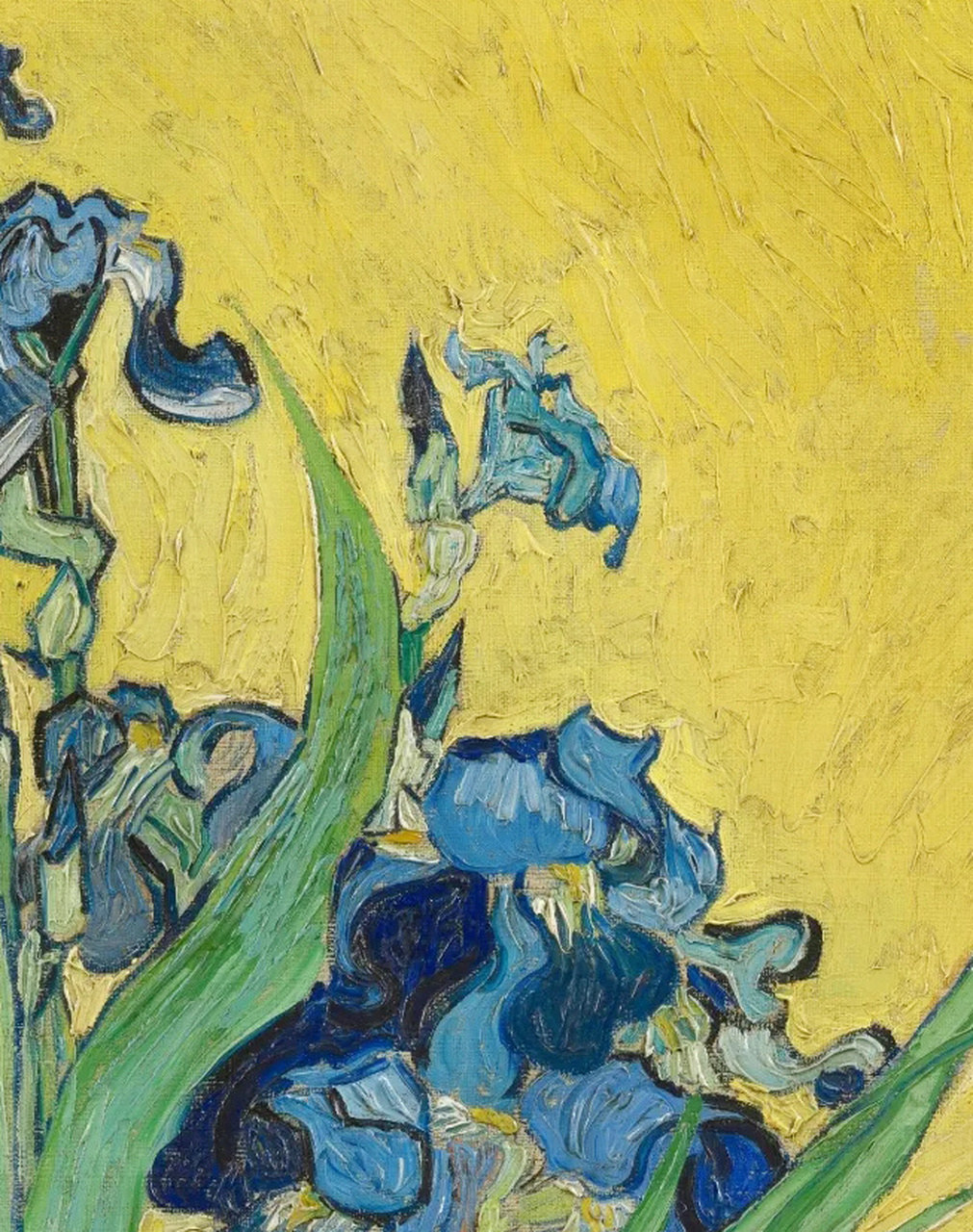 7815这幅是梵高众多幅鸢尾花作品中的一幅,我觉得非常