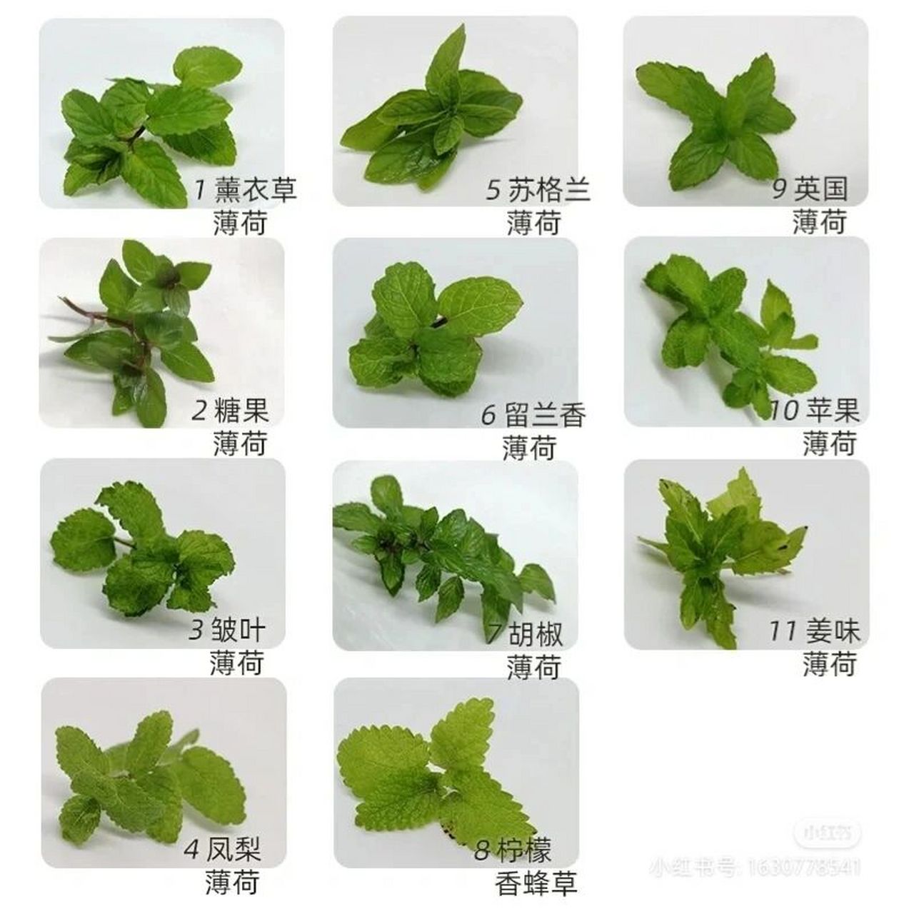 薄荷 薄荷种类不少,连城人叫鸭香也是薄荷一种!还有多少品种?