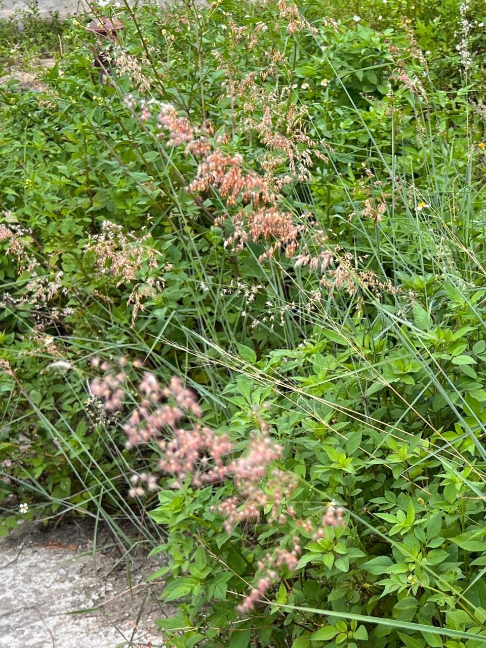 为鸭跖草科植物裸花水竹叶murdannia nudiflora(l.) brenan的全草.