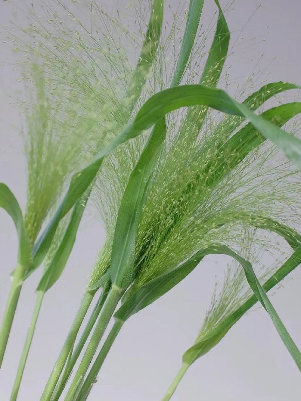 每天认识一种花-喷泉草 喷泉草花语: 时光磨砺后的爱,爱如呼吸长相伴.