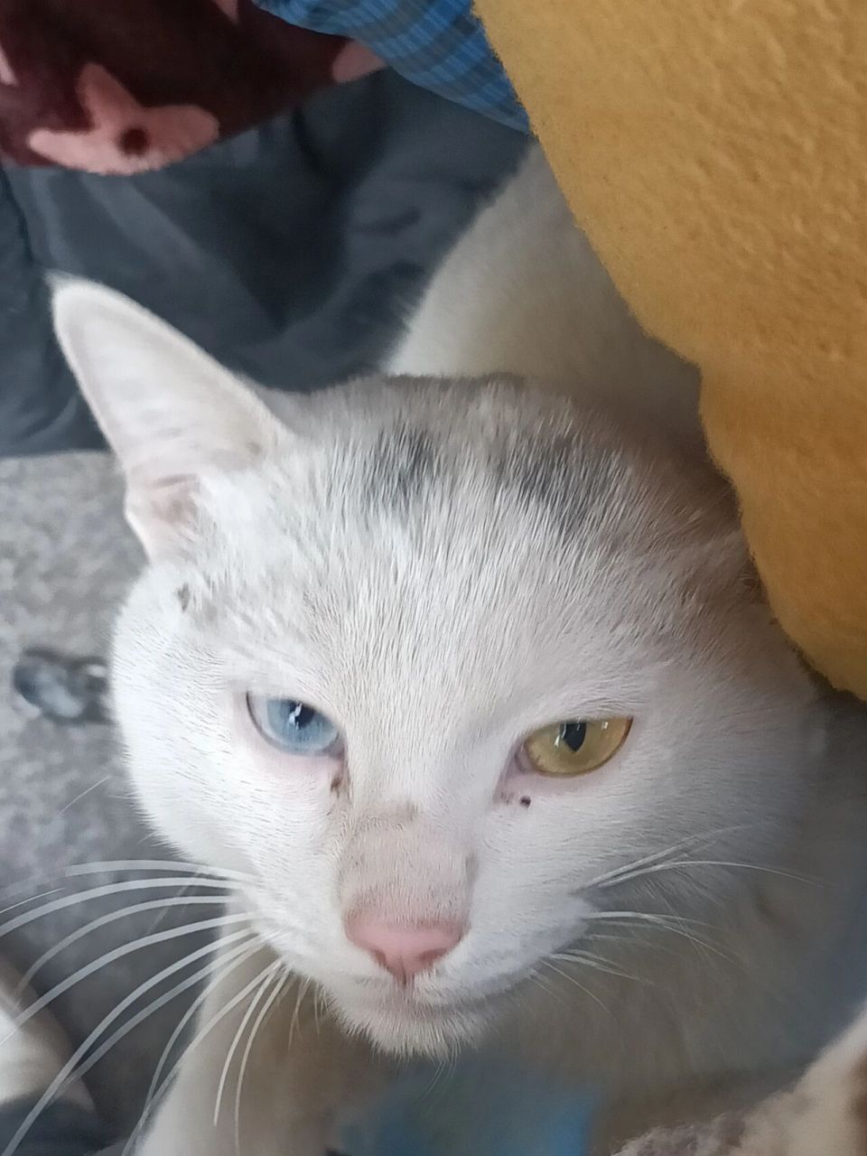 白猫眼睛一蓝一黄 适不适合养啊?会不会对人有不好的事?