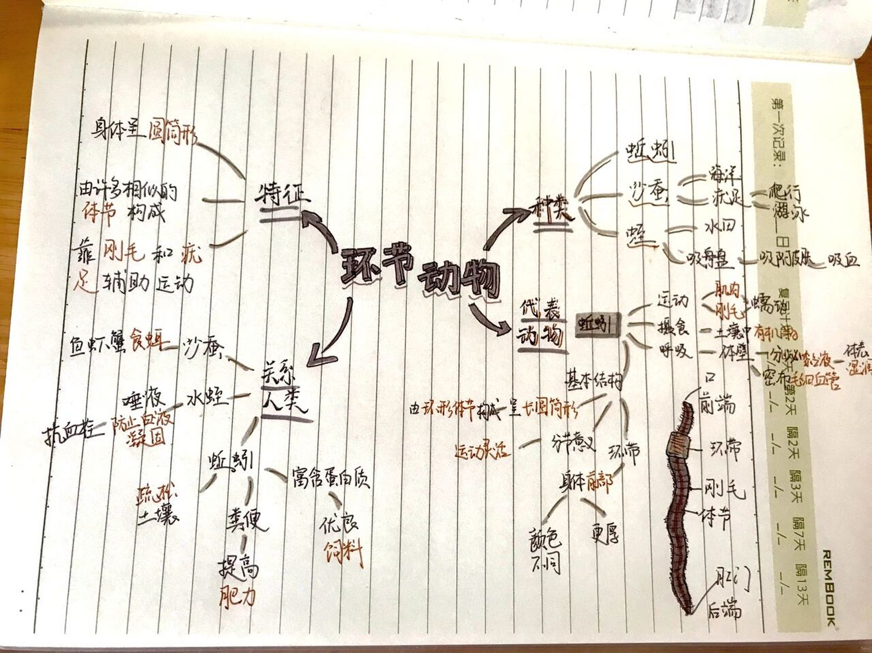 08八上生物笔记|思维导图 第一章环节动物 字丑勿喷
