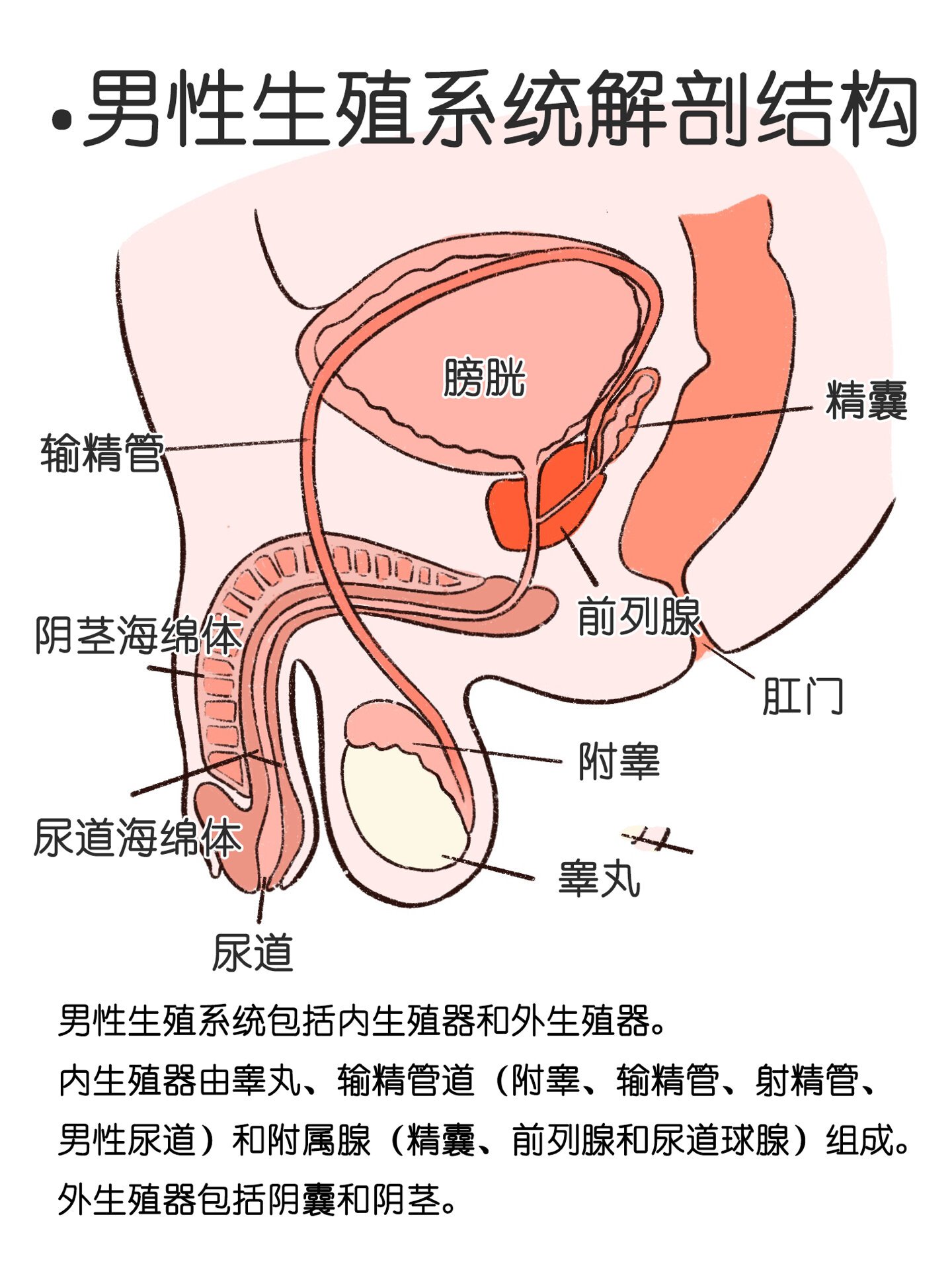 男人身体下方结构图片