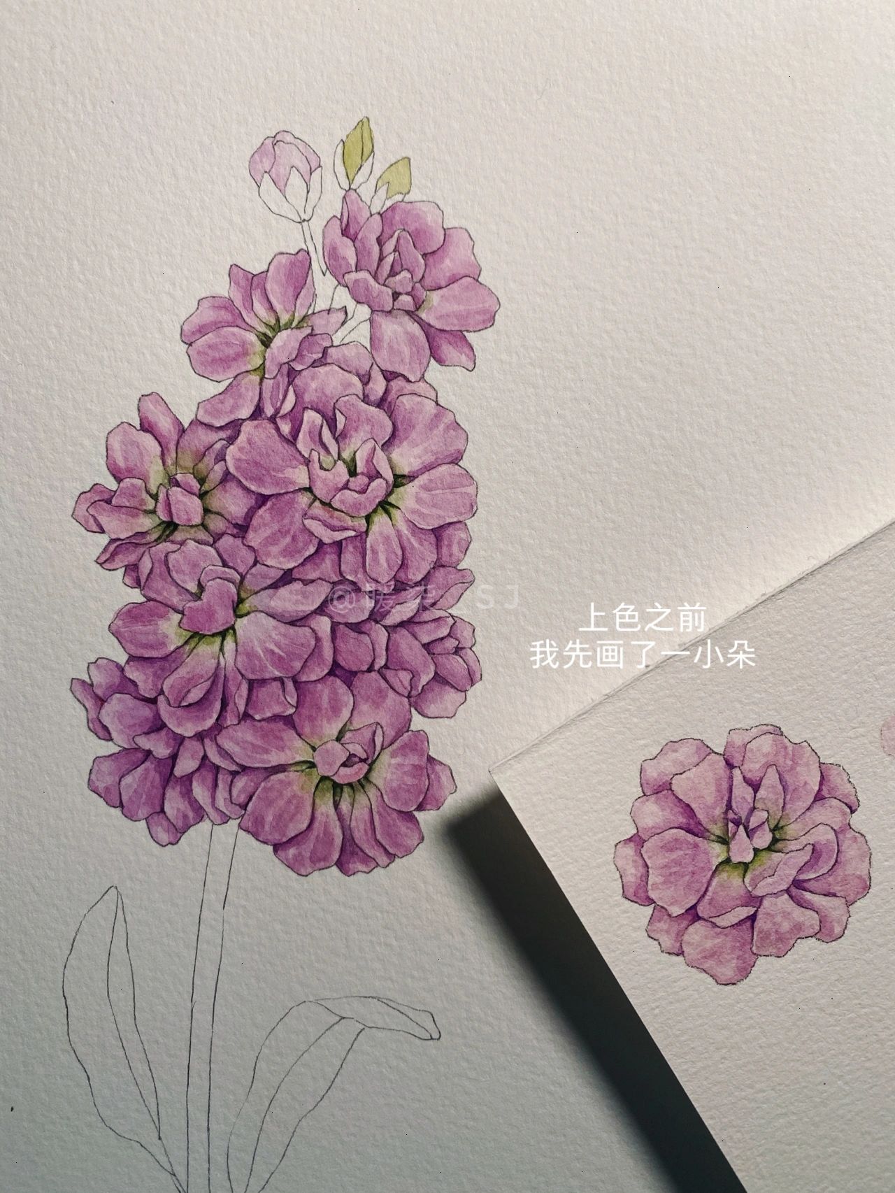 手绘花卉|紫罗兰 这次画的是粉紫色的紫罗兰94 一束的小花花,很可爱