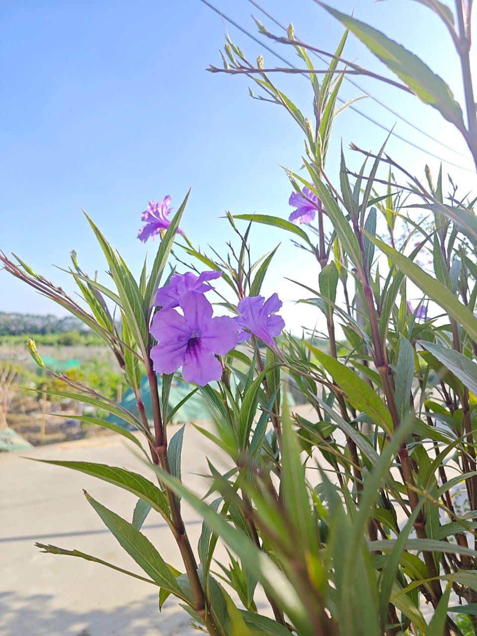 低维护植物·芦莉草(也叫蓝花草) 芦莉草不挑土,暴晒,高温,雨淋都不怕