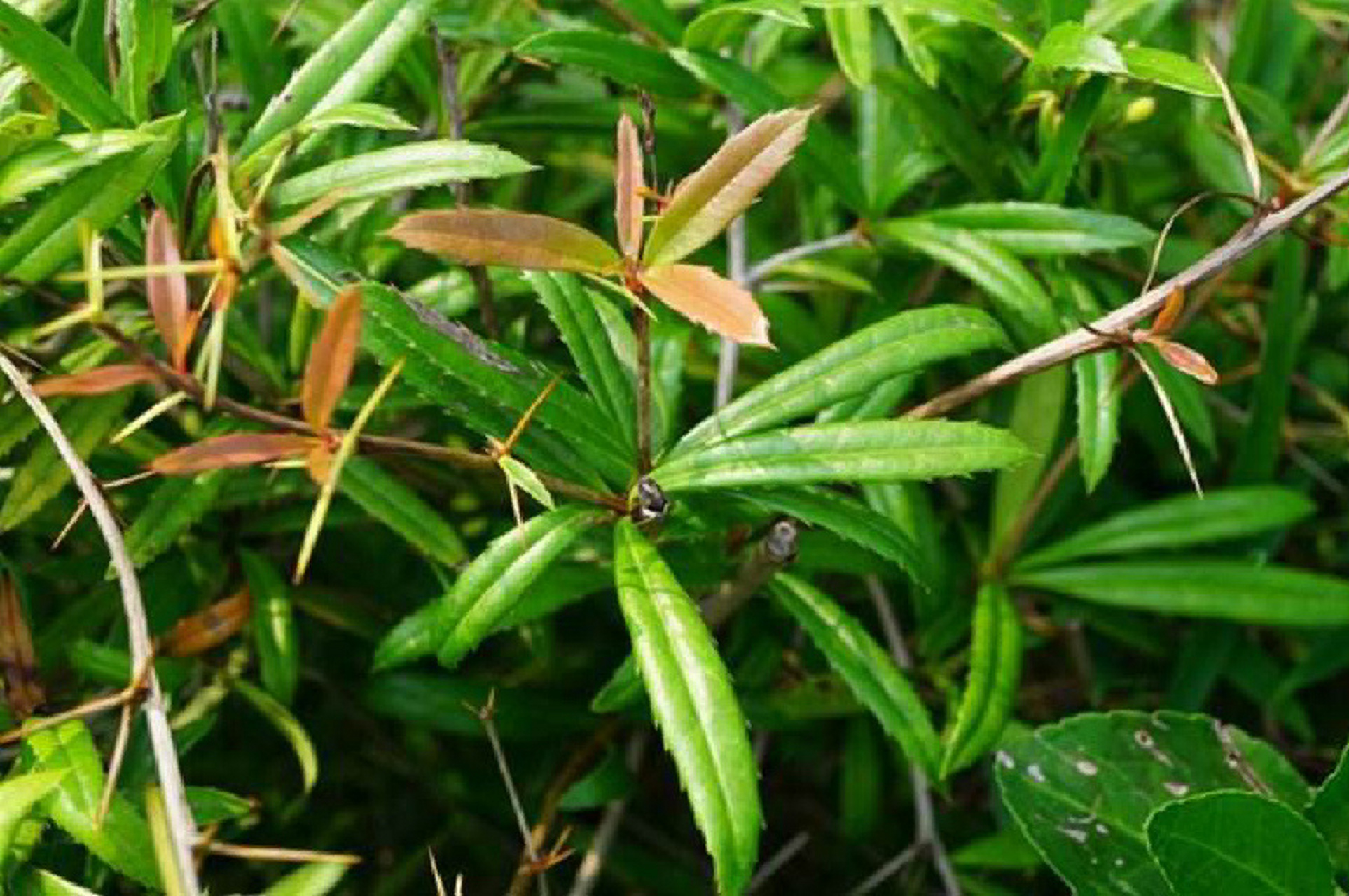 钢针刺,刺黄莲 三颗针 别名 钢针刺,刺黄莲 性味归经 苦,寒;归肝,胃