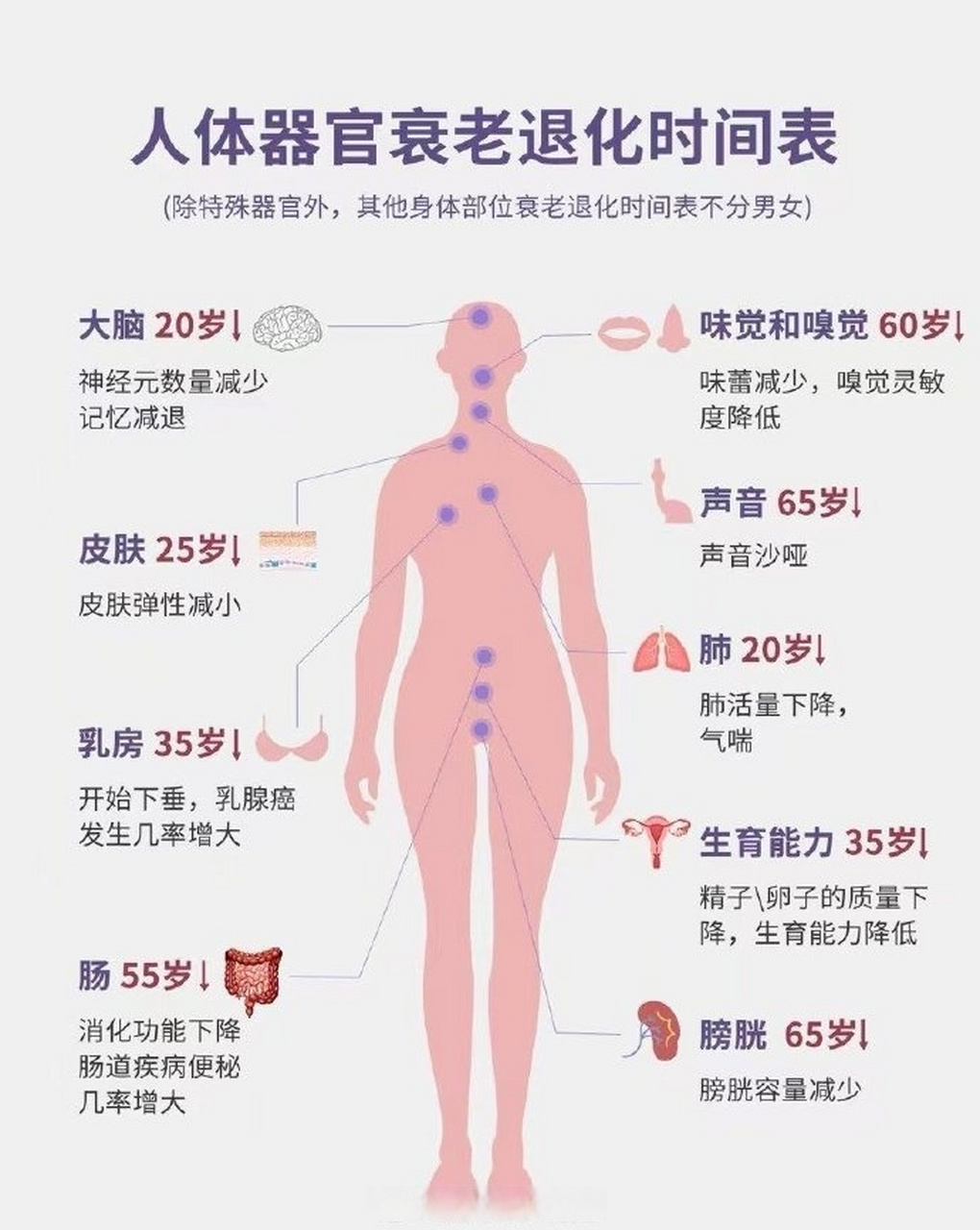 人的衰老过程图解图片