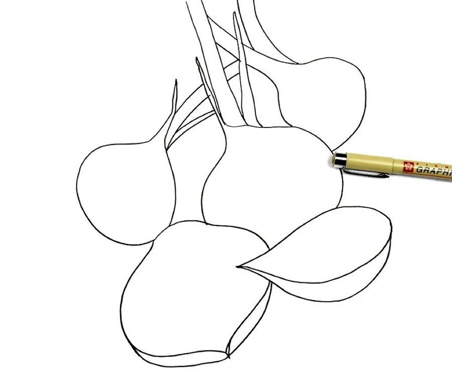 近距离观察洋葱,感受洋葱整体的造型特点并画下来,注意葱头,叶子