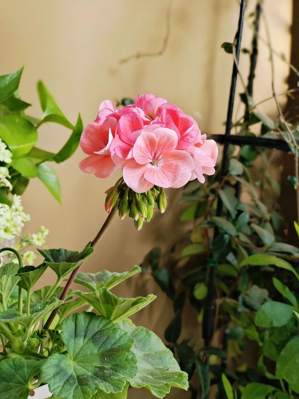 特出鲑红终于开花啦 去年9月底买的天竺葵小苗,它终于开花啦,好心动啊
