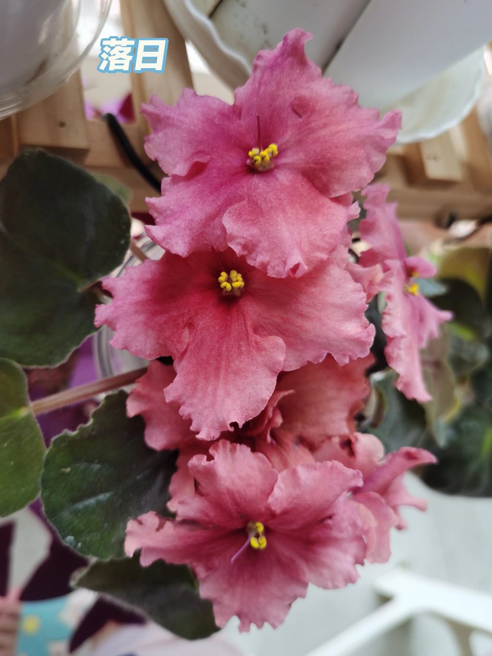 超耐阴,品种多,花期长,超好养的非洲堇 非洲堇是真的可以一点阳光都不