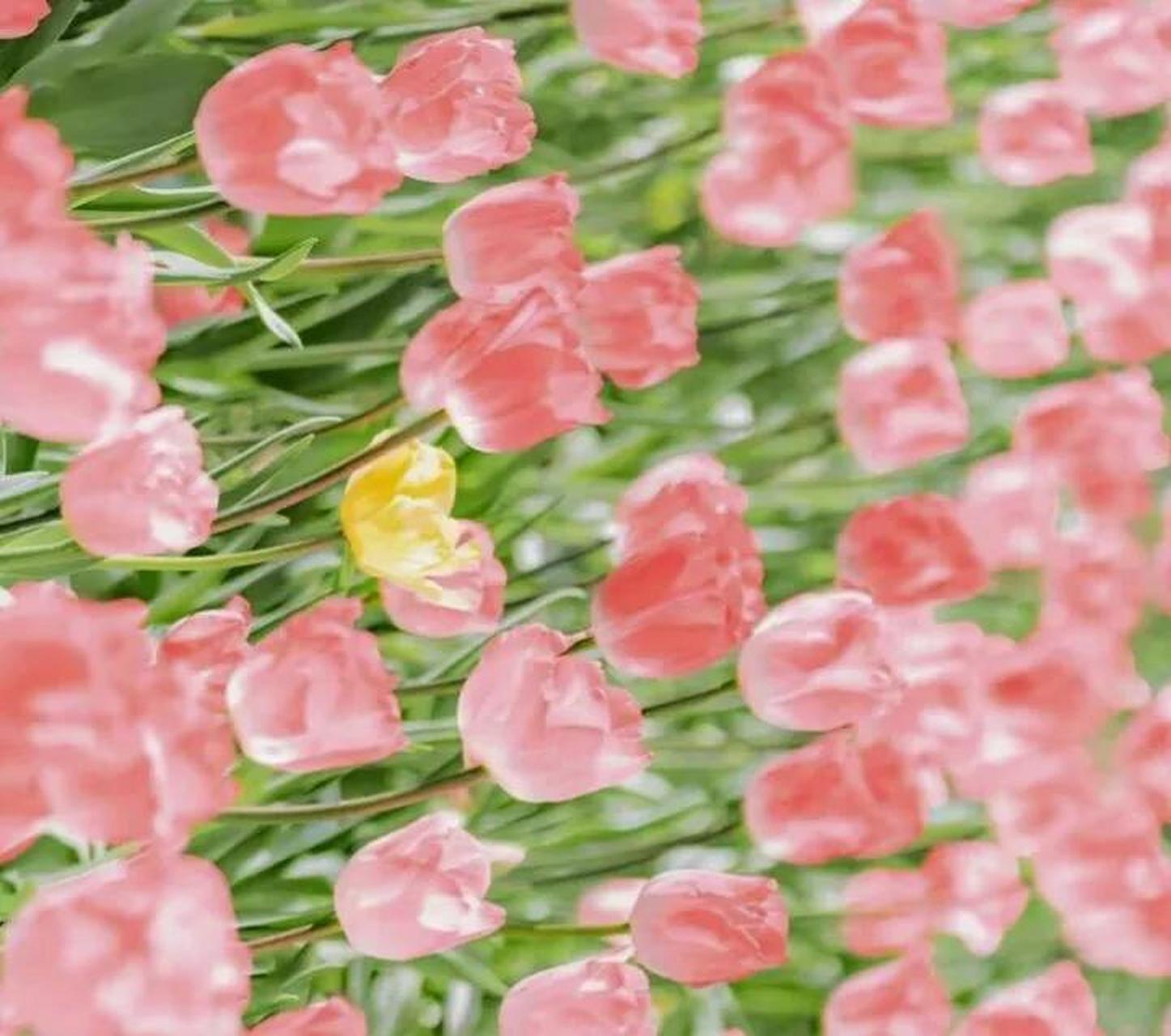 今天早上一觉醒来,听说临沂地震了,真的假的,睡觉睡的太死,根本就没有