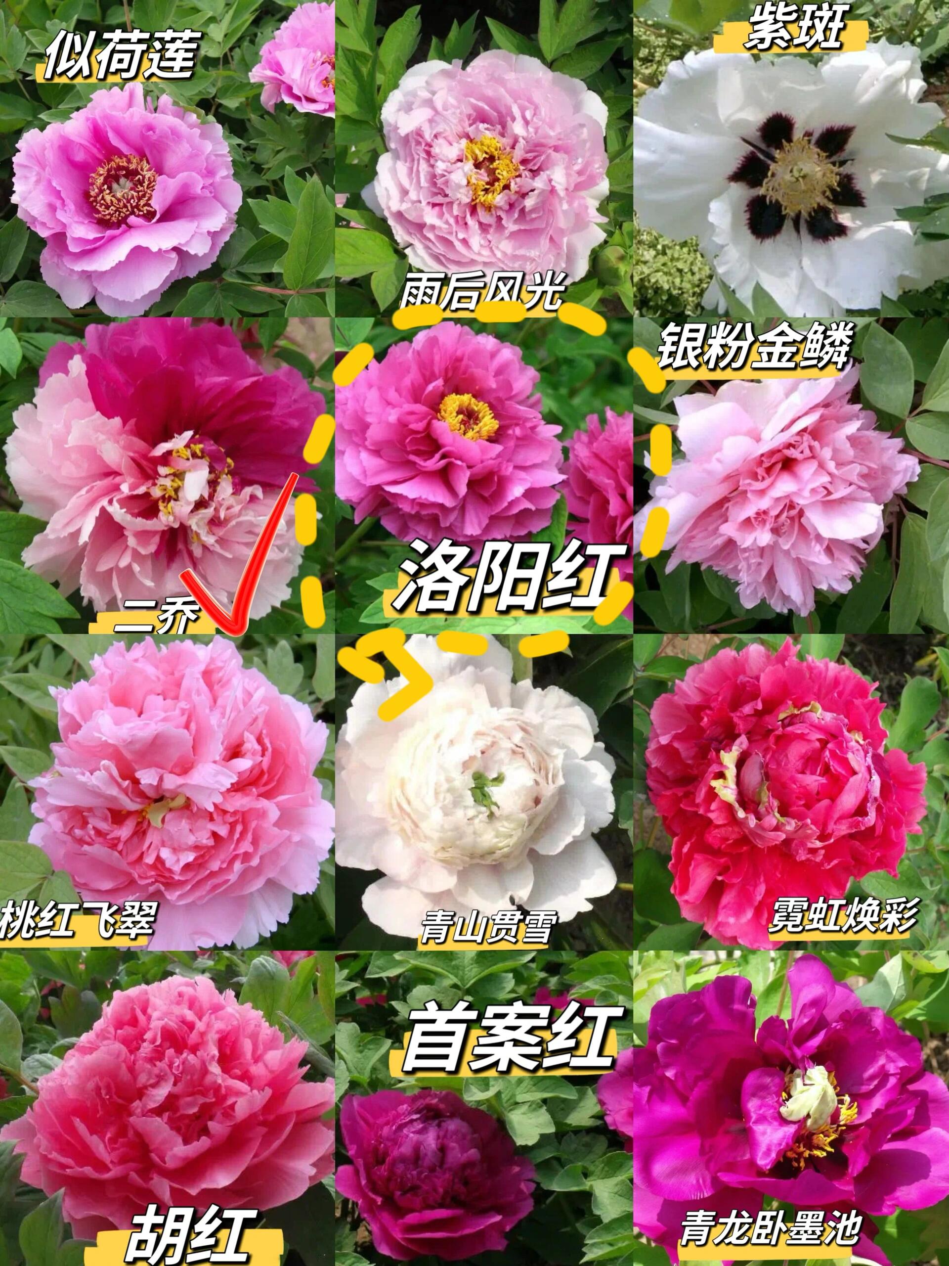 收下这篇洛阳牡丹花大全指南,就不用问了